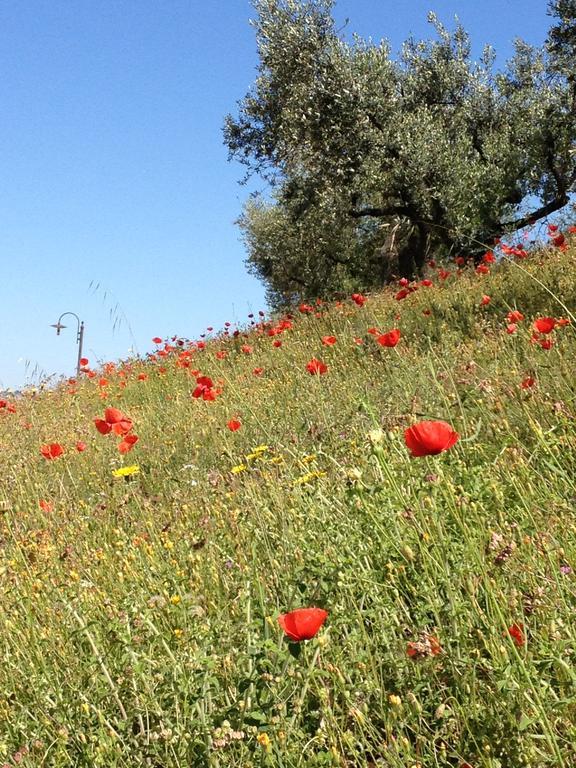 Il Poggio Delle Ginestre Guest House Torgiano Bagian luar foto
